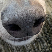 Dog Nose Print Story Bracelet - Thumbnail 4
