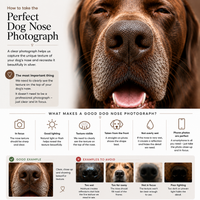 Heirloom Dog Nose Print Story Bracelet – How to take a clear photograph of your dog’s nose